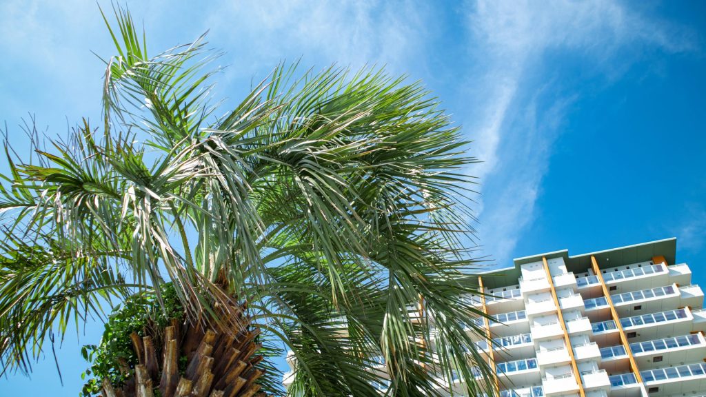 a palm tree in front of a building